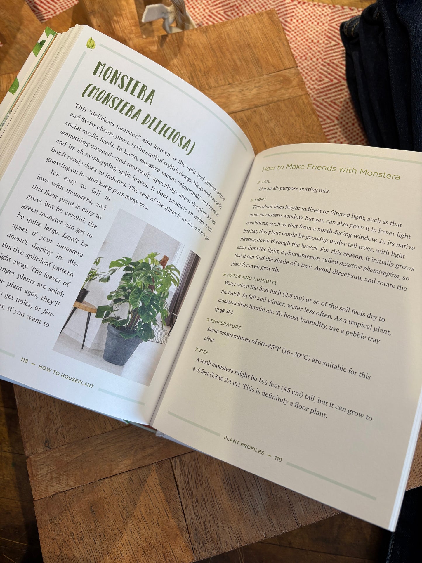 How To Houseplant: A Beginner's Guide