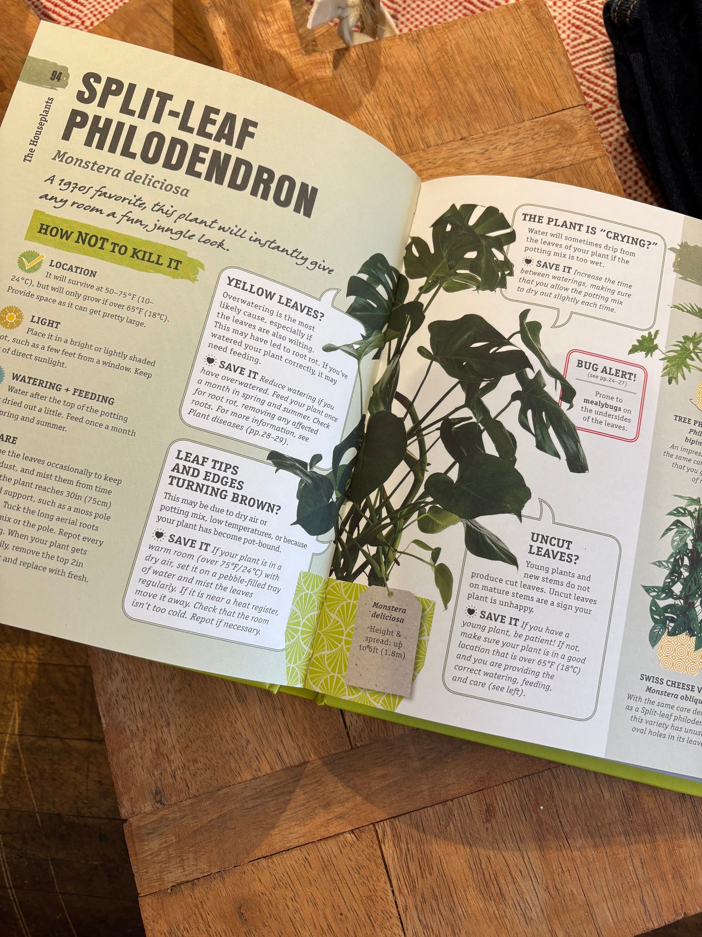 Hot Not To Kill Your Houseplant: A Survival Guide